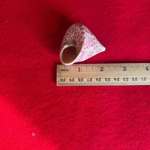 Assorted Seashell Collection - Picture 14 of 16